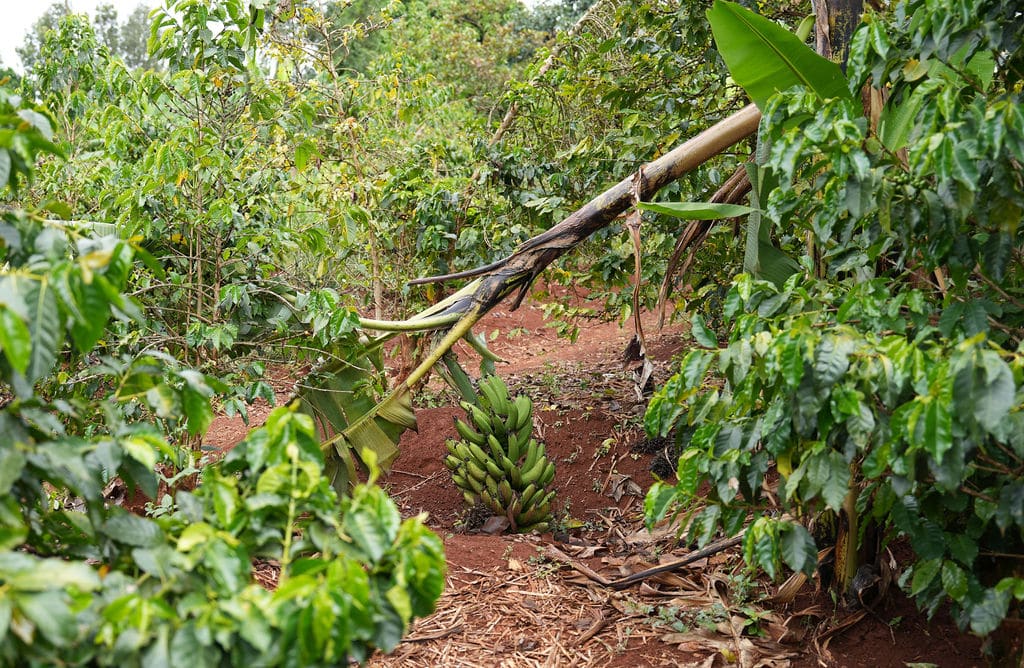 Restored forests and biodiversity
