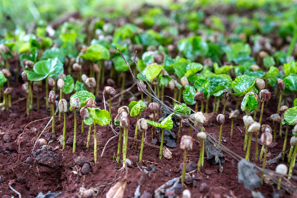 Coffee agroforestry landscape in Kenya with shade trees, farmers and restored soil systems.