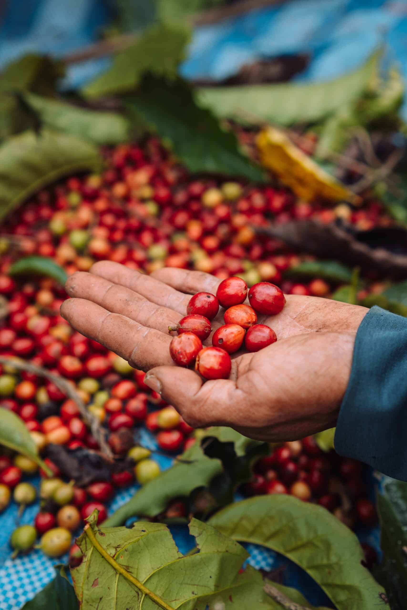 Higher quality, resilient coffee for the future